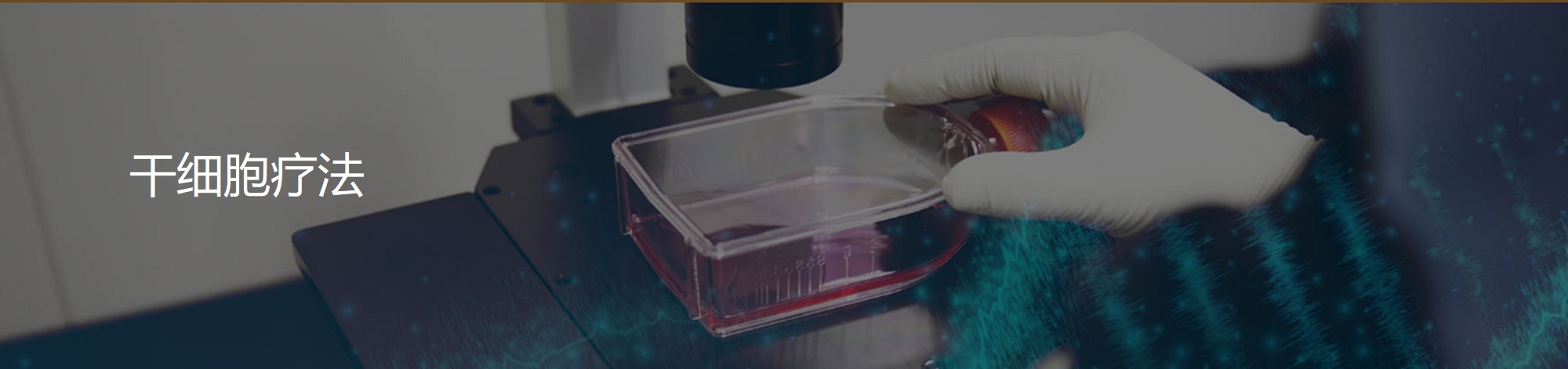 干细胞疗法